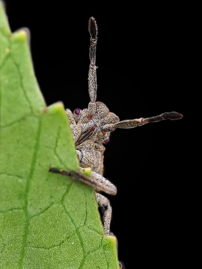 I Captured 50 Tiny Creatures In Macro, And The Details Are Out Of This World