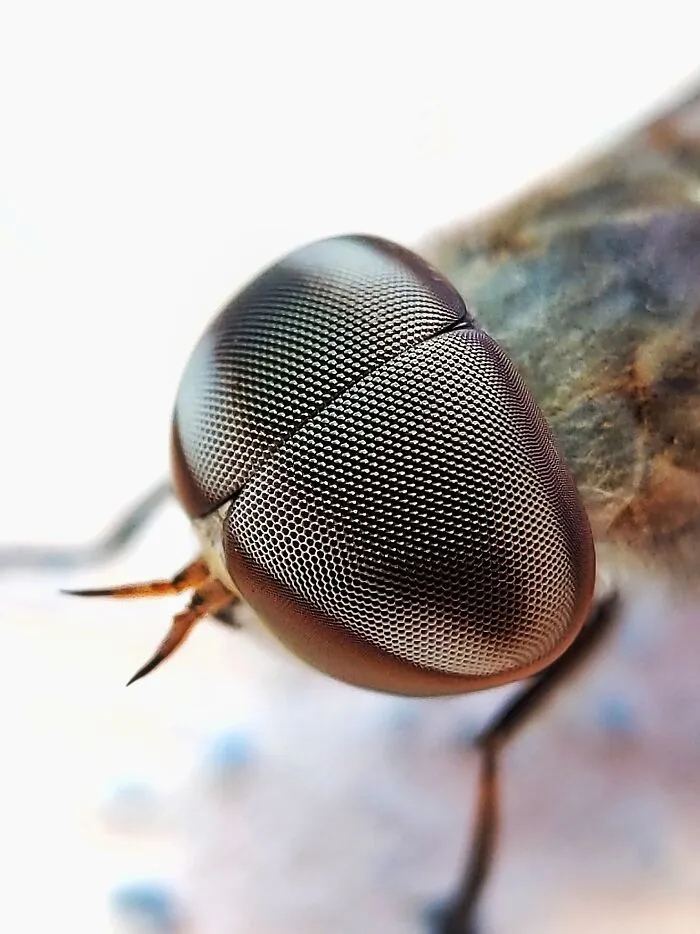 I Captured 50 Tiny Creatures In Macro, And The Details Are Out Of This World