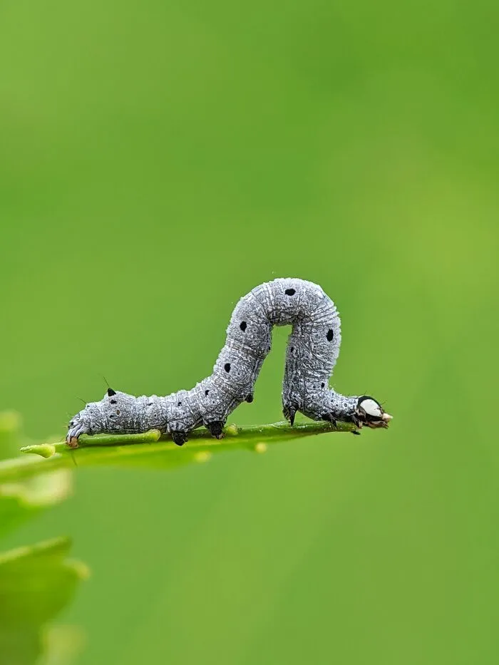 I Captured 50 Tiny Creatures In Macro, And The Details Are Out Of This World