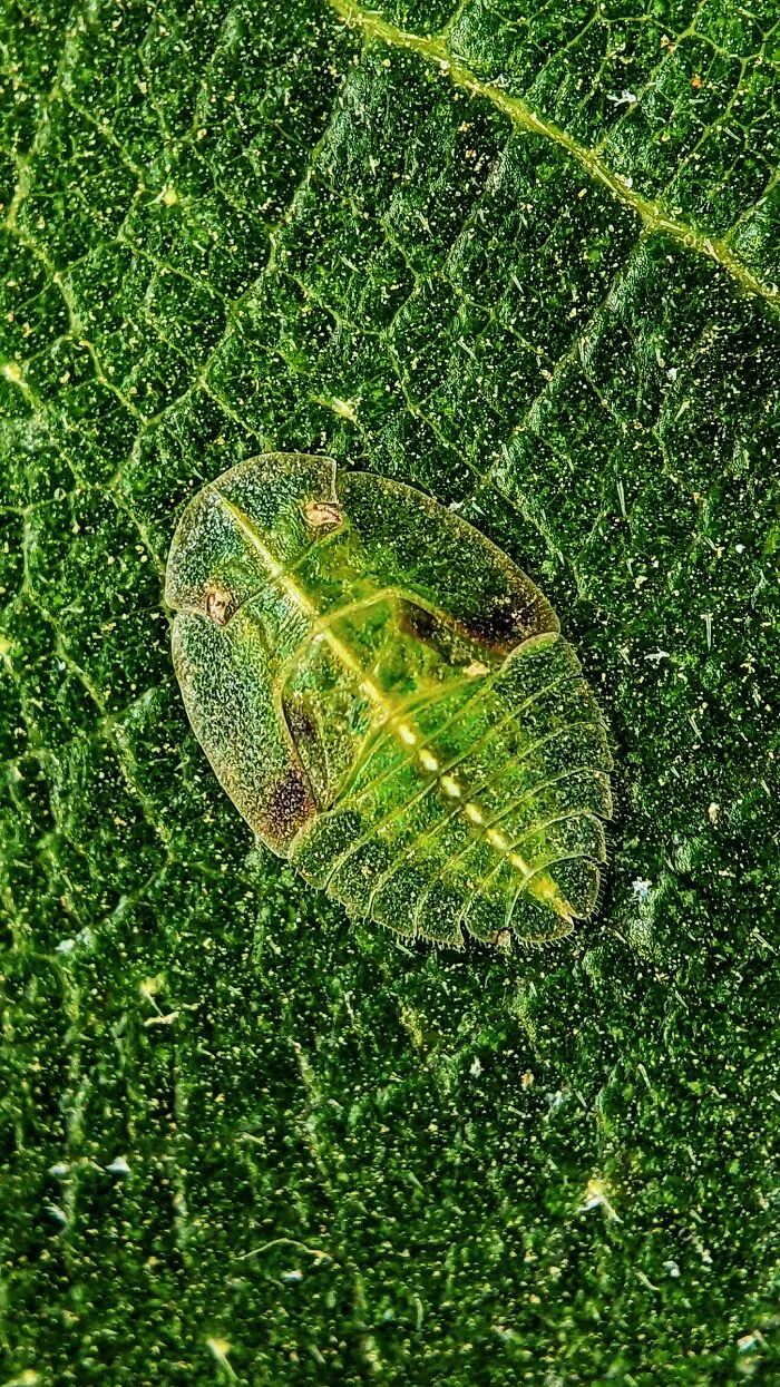 I Captured 50 Tiny Creatures In Macro, And The Details Are Out Of This World