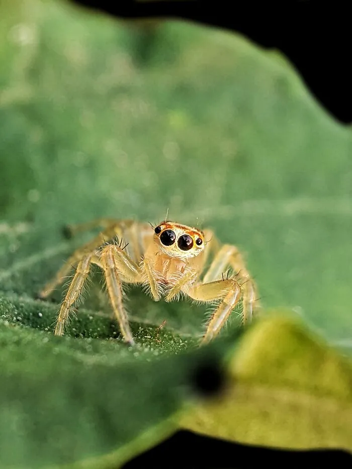 I Captured 50 Tiny Creatures In Macro, And The Details Are Out Of This World