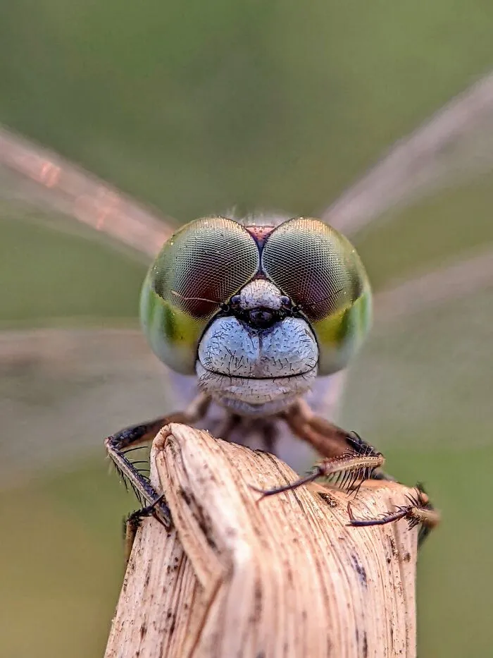 I Captured 50 Tiny Creatures In Macro, And The Details Are Out Of This World