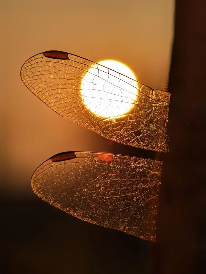 I Captured 50 Tiny Creatures In Macro, And The Details Are Out Of This World