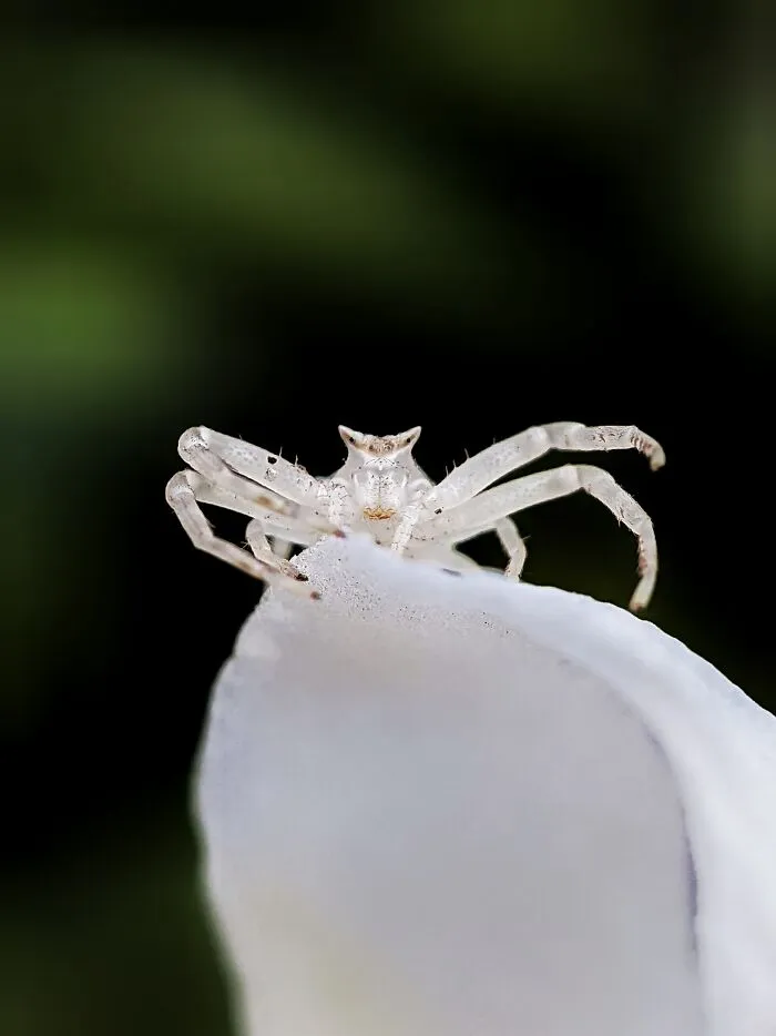 I Captured 50 Tiny Creatures In Macro, And The Details Are Out Of This World