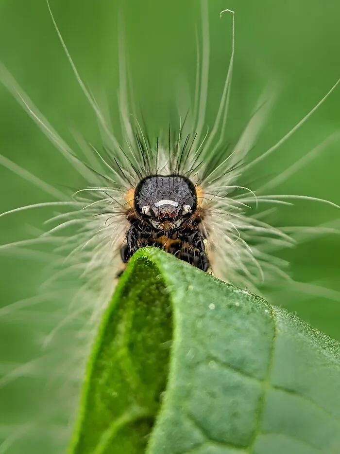 I Captured 50 Tiny Creatures In Macro, And The Details Are Out Of This World