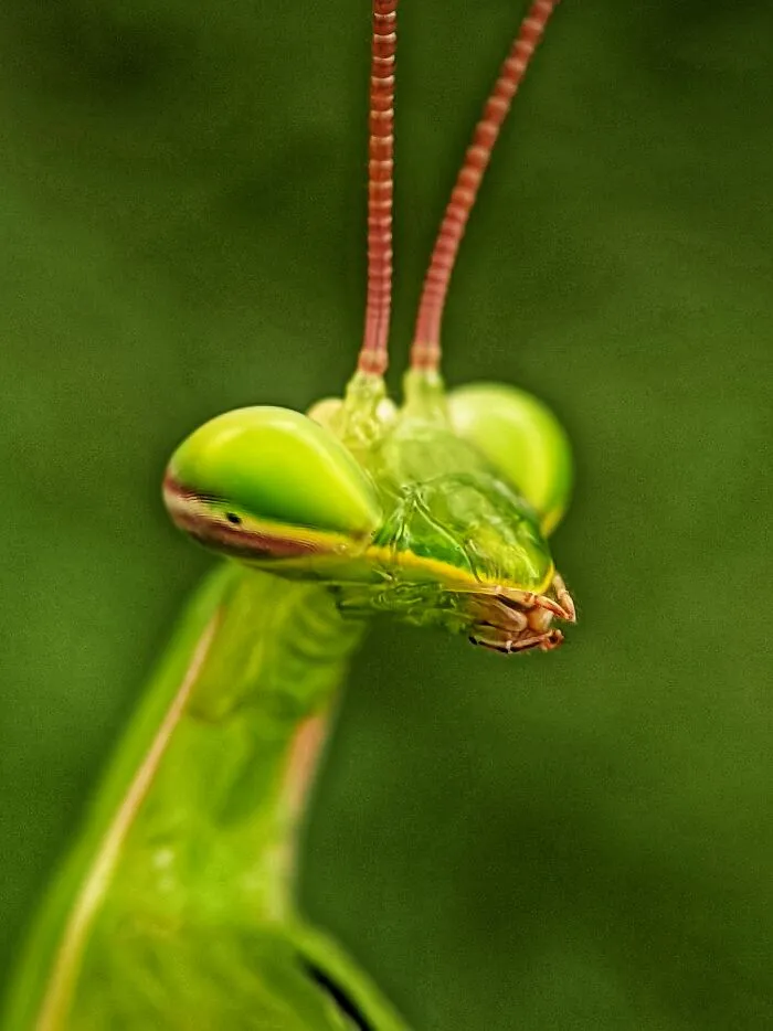 I Captured 50 Tiny Creatures In Macro, And The Details Are Out Of This World