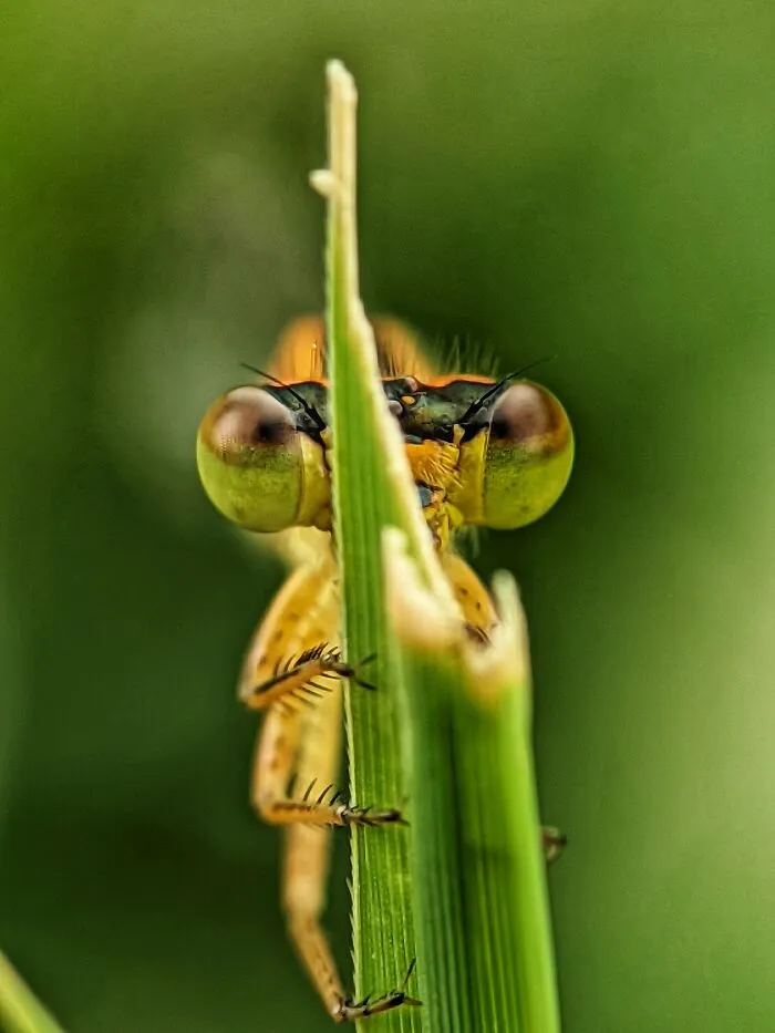 12 Stunning Spiders Captured By Saipixels