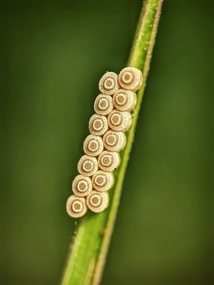 I Captured 50 Tiny Creatures In Macro, And The Details Are Out Of This World