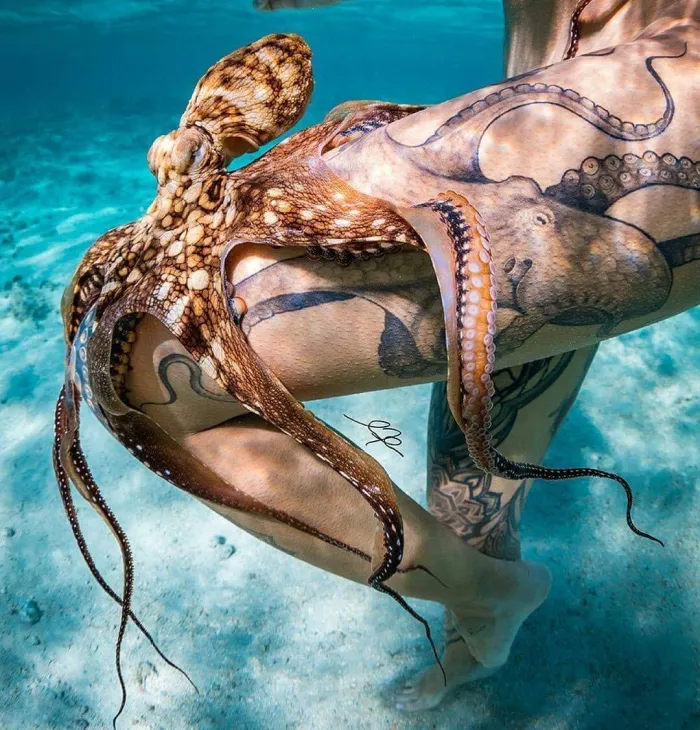 Octopus