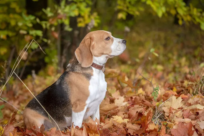 29 Borderline Crazy Things People Were Down To Do For Their Dogs