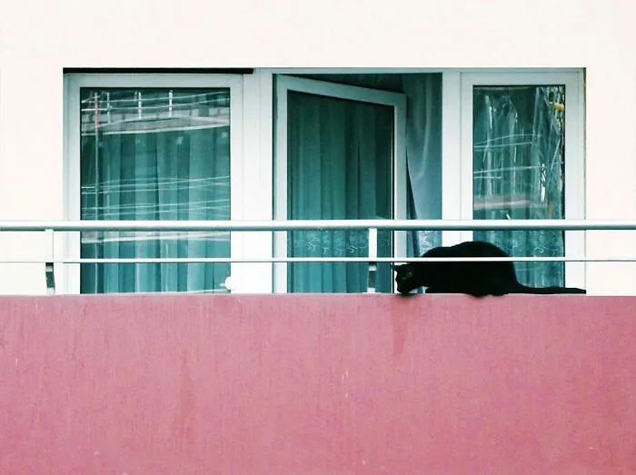 19 Street Cats Caught In Their Perfect Moments