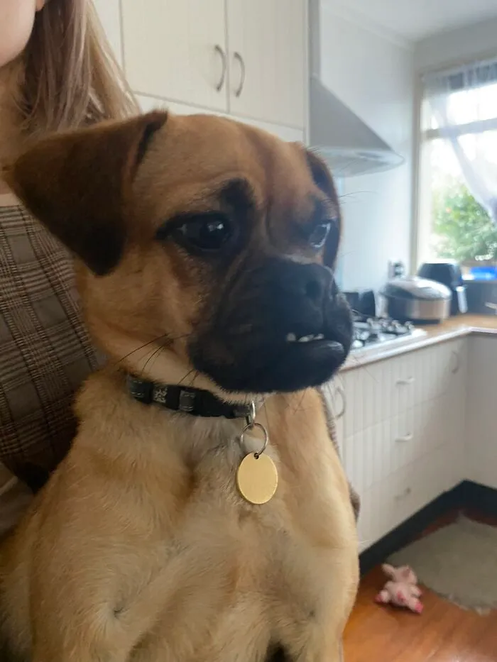 Awkward photo of a small dog with a crooked smile sitting in a kitchen, showcasing funny pet moments.