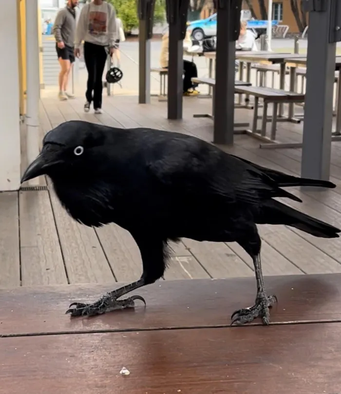 Common Raven