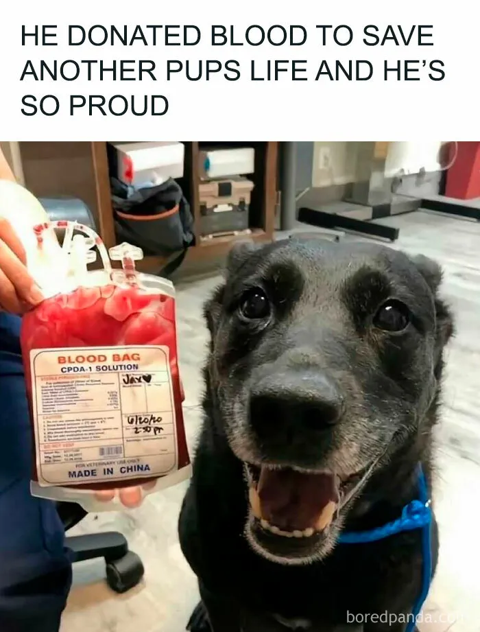 50 Hilariously Wholesome Animal Memes That Help People Forget Problems And Heavy Thoughts (New Pics)