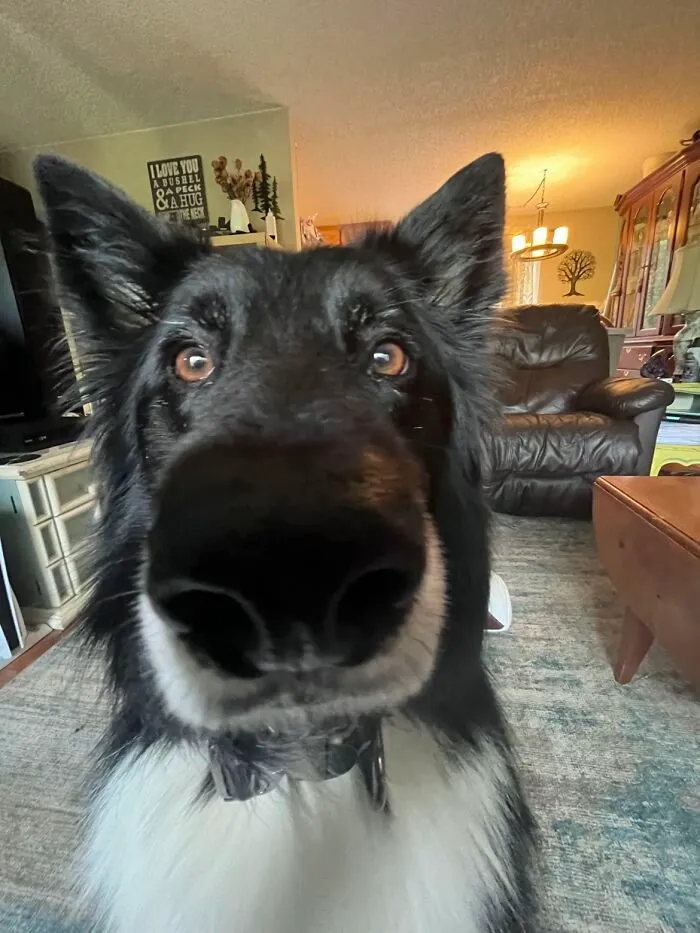 Close-up of a black and white dog with an exaggerated nose, showcasing one of the awkward photos of pets shared online.