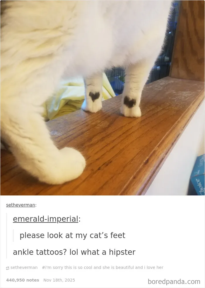 If You Can’t Think Of A Better Way To Spend Your Day Than Looking At Cat Memes, These 50 Pics Are For You