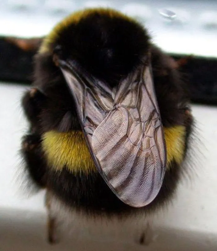 Honeybee