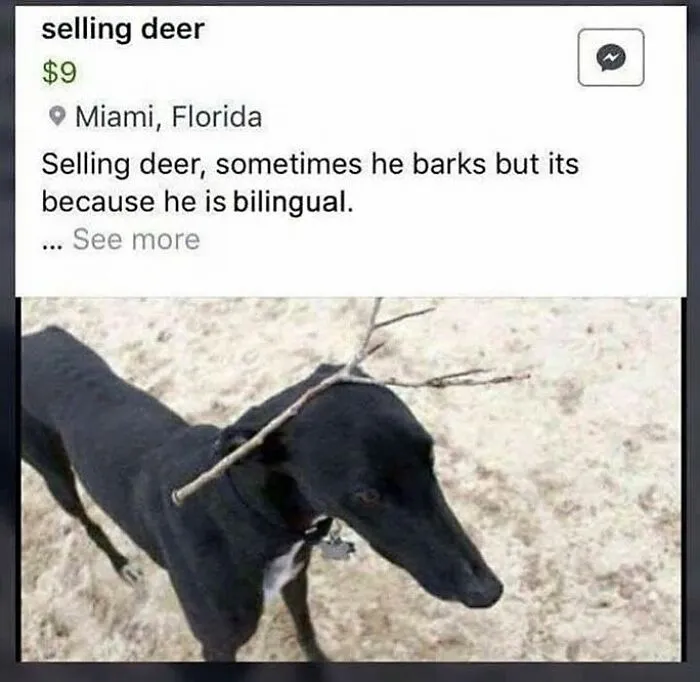 Funny and cute animal meme showing a dog with sticks on its head listed as a bilingual deer for sale in Miami.