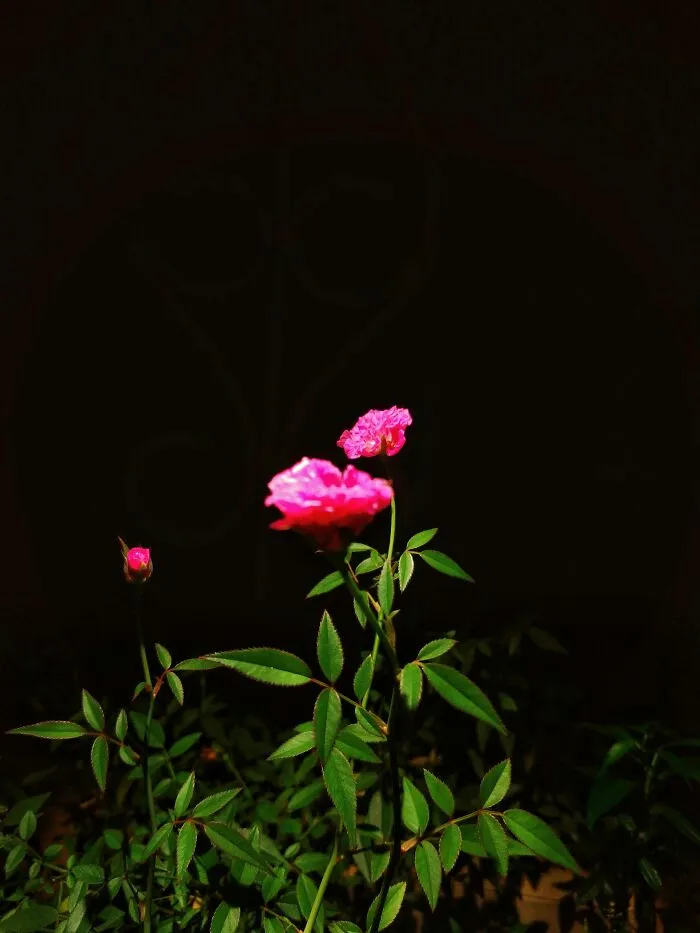 I Took 20 Captivating Shots Of Flowers