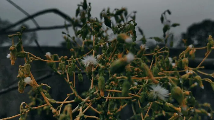 I Took 20 Captivating Shots Of Flowers