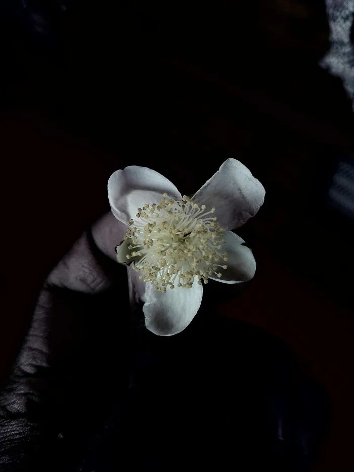 I Took 20 Captivating Shots Of Flowers