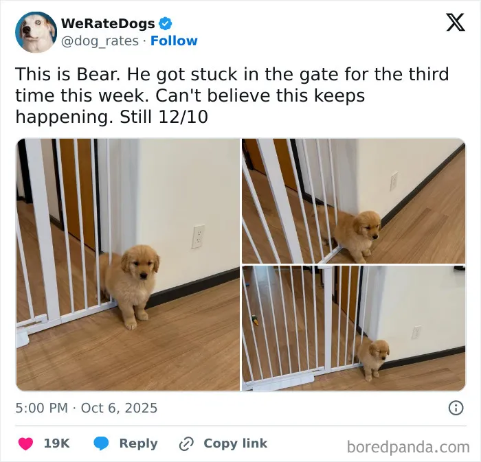 Golden retriever puppy stuck between white gate bars on wooden floor, showcasing a funny animal stuck moment.