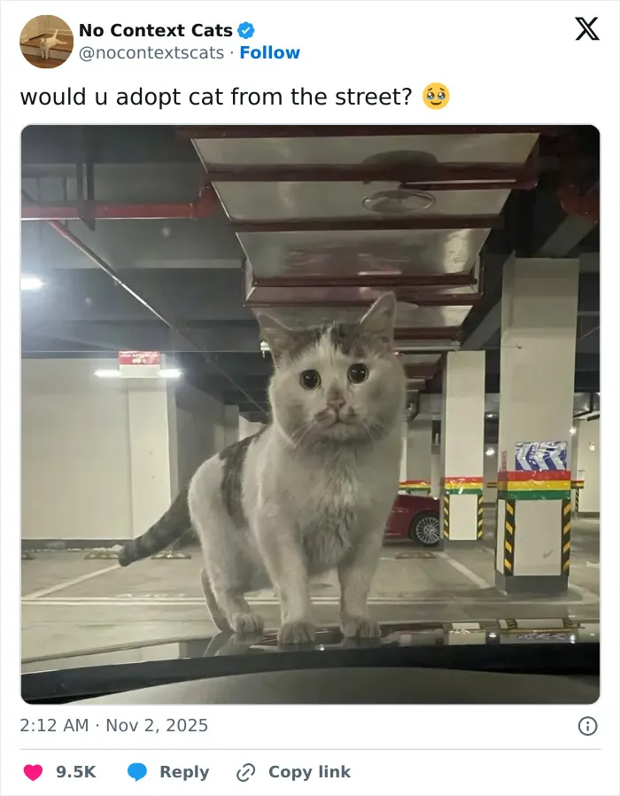 50 “No Context Cats” Photos That Are Pure Chaos And Perfection
