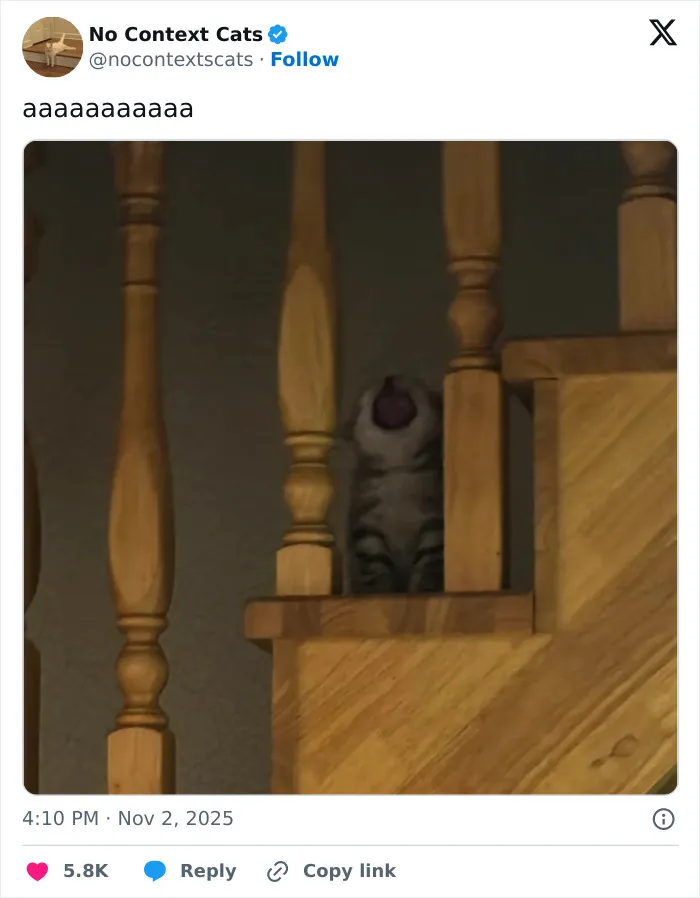 Cat yawning loudly between wooden stair railings in a dimly lit room, a perfect no context cats moment.