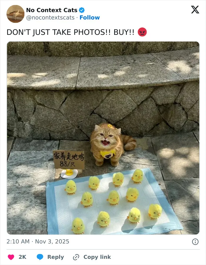 50 “No Context Cats” Photos That Are Pure Chaos And Perfection