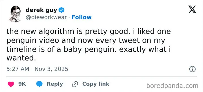 Screenshot of a hilarious and relatable X post about baby penguin videos showing in timeline due to a new algorithm update.