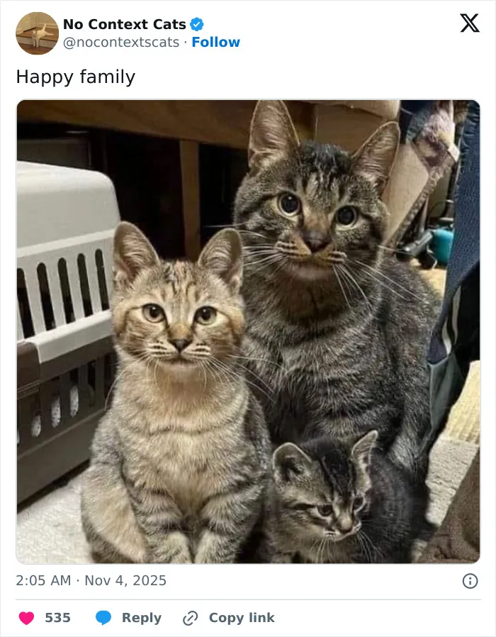 50 “No Context Cats” Photos That Are Pure Chaos And Perfection