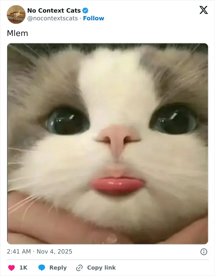 Close-up of a cat with blue eyes and a pink tongue sticking out, showcasing charming no context cats expression.