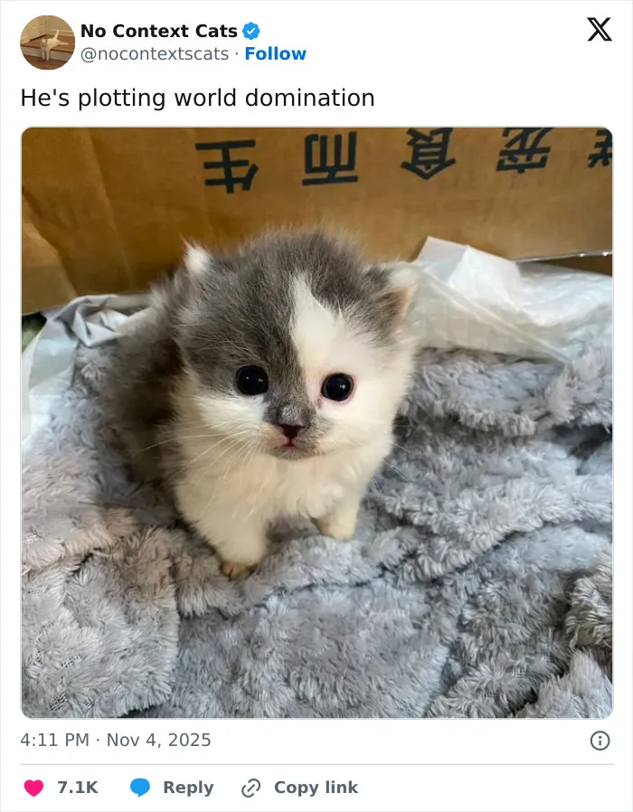 50 “No Context Cats” Photos That Are Pure Chaos And Perfection