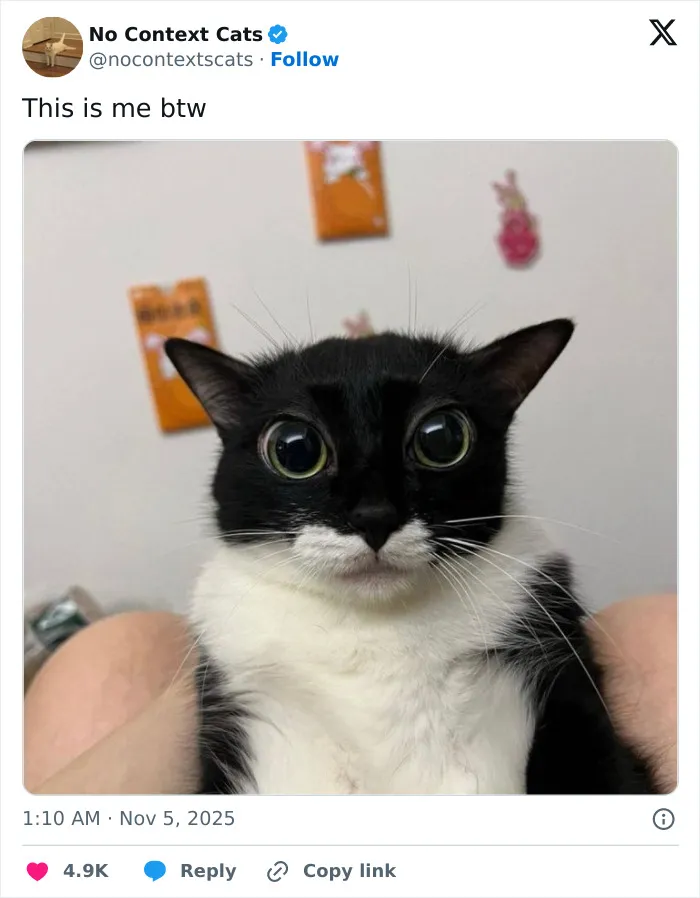 Close-up of a black and white cat with wide eyes, showcasing one of the unique no context cats images.