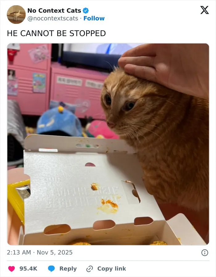 Orange cat being petted next to an open food box with ketchup stains, showcasing charming no context cats moment.