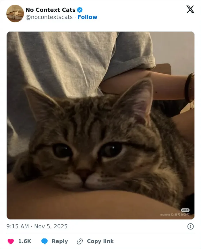 Close-up of a relaxed tabby cat resting on a person's arm, showcasing the charm of no context cats in cozy moments.