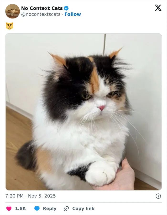 50 “No Context Cats” Photos That Are Pure Chaos And Perfection