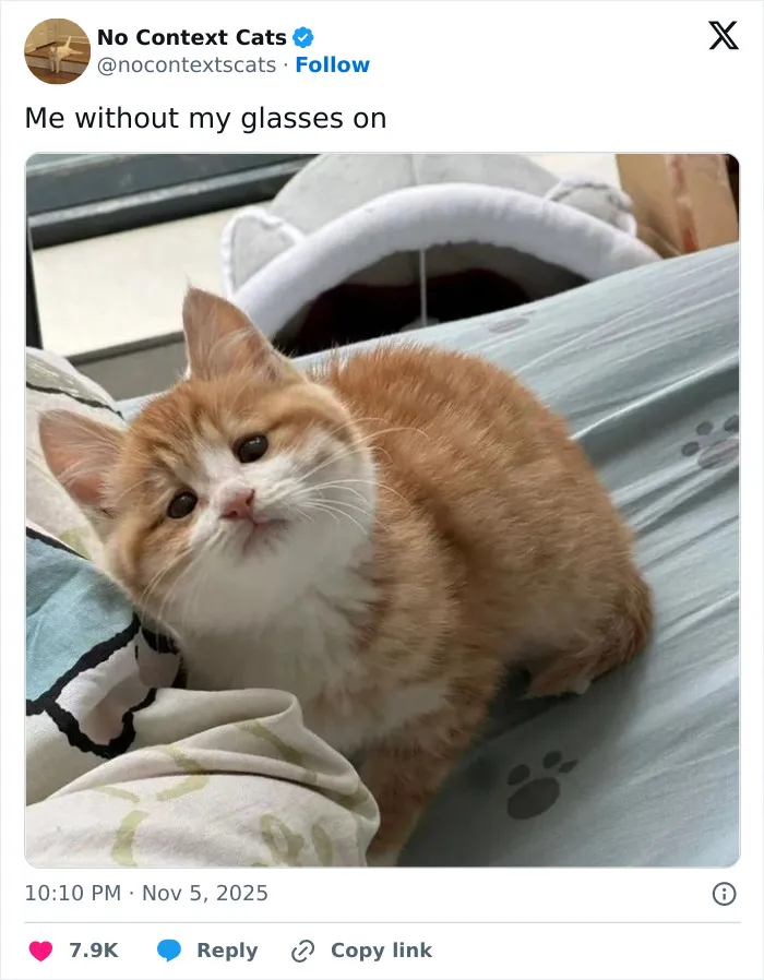 50 “No Context Cats” Photos That Are Pure Chaos And Perfection