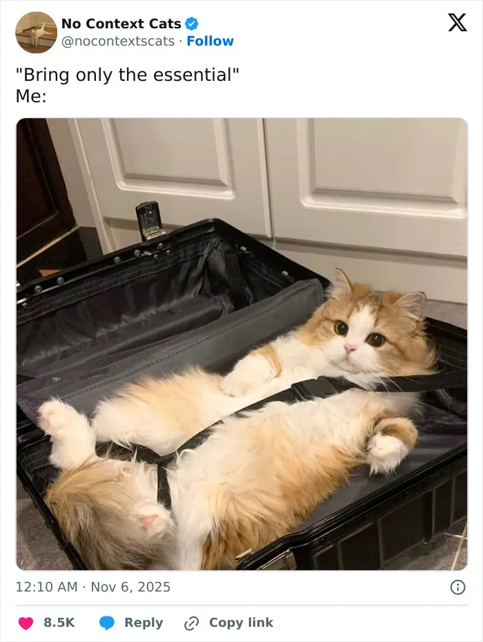 50 “No Context Cats” Photos That Are Pure Chaos And Perfection