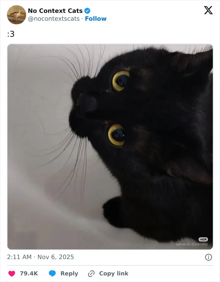 50 “No Context Cats” Photos That Are Pure Chaos And Perfection