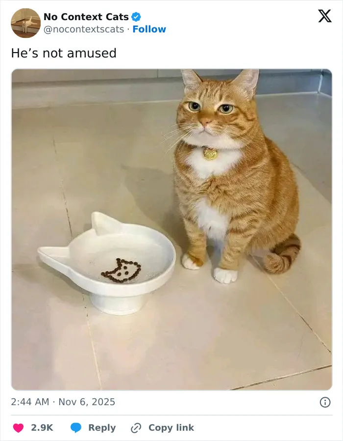 50 “No Context Cats” Photos That Are Pure Chaos And Perfection