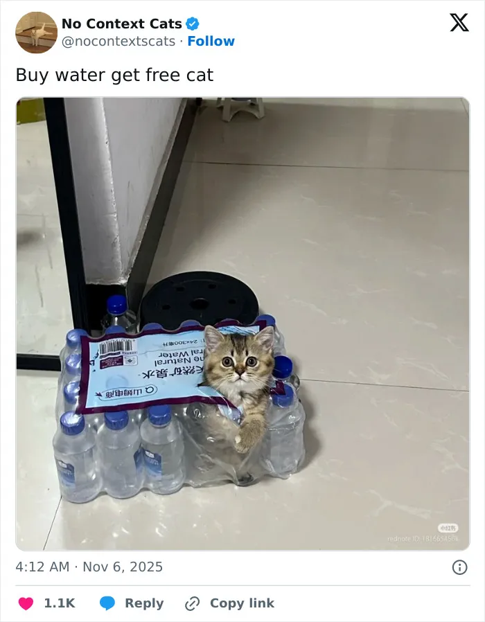 50 “No Context Cats” Photos That Are Pure Chaos And Perfection