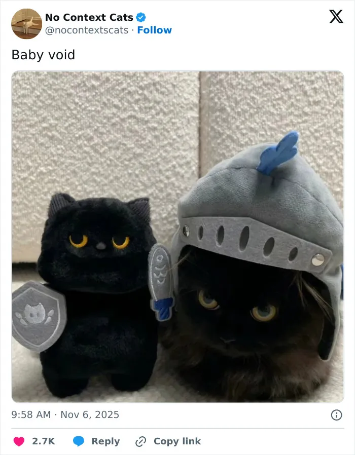 50 “No Context Cats” Photos That Are Pure Chaos And Perfection