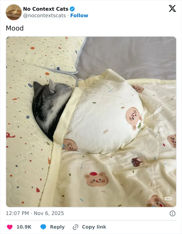 50 “No Context Cats” Photos That Are Pure Chaos And Perfection