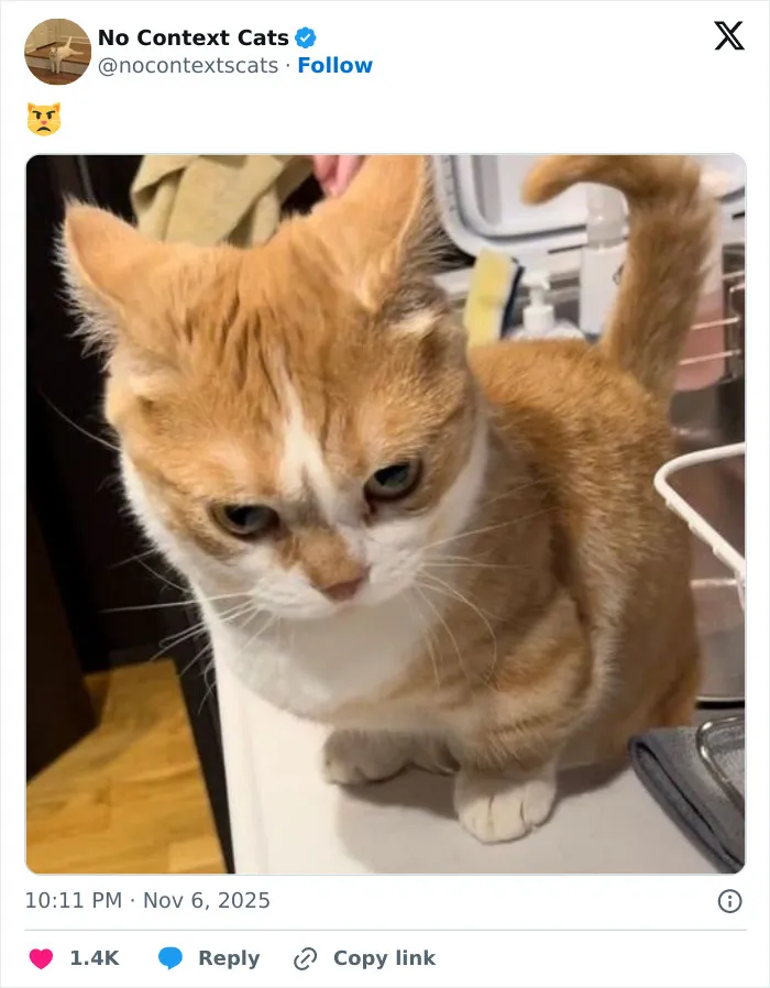 Orange and white cat with a serious expression sitting on a countertop, featured in no context cats images.