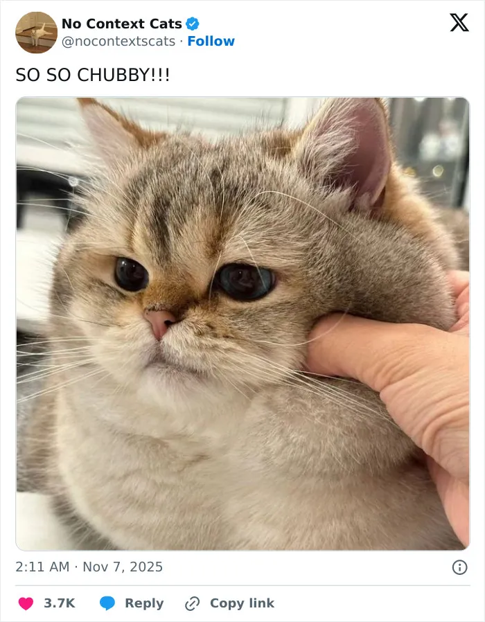 50 “No Context Cats” Photos That Are Pure Chaos And Perfection