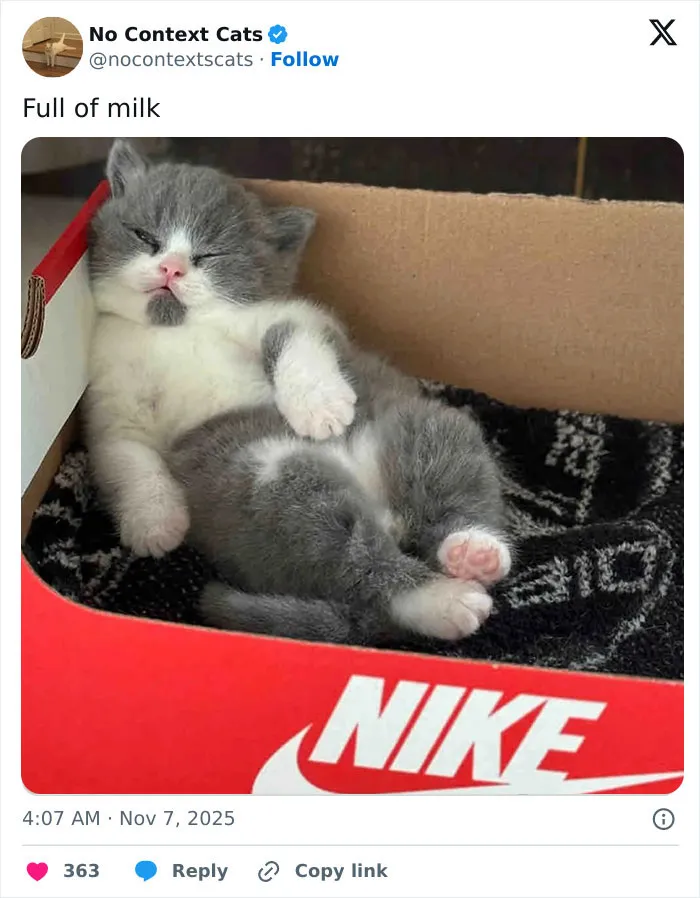 50 “No Context Cats” Photos That Are Pure Chaos And Perfection