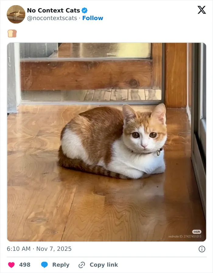 50 “No Context Cats” Photos That Are Pure Chaos And Perfection