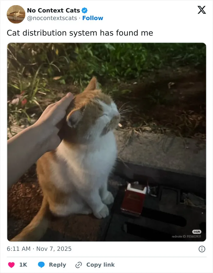 50 “No Context Cats” Photos That Are Pure Chaos And Perfection