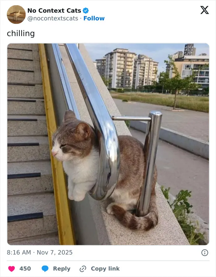 50 “No Context Cats” Photos That Are Pure Chaos And Perfection